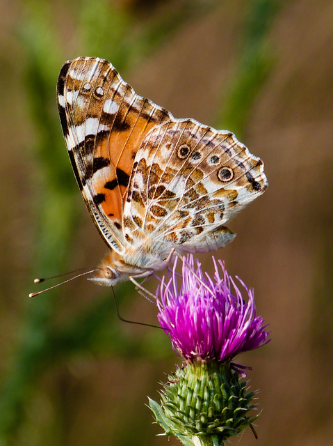 Vanessa cardui - bogáncslepke
