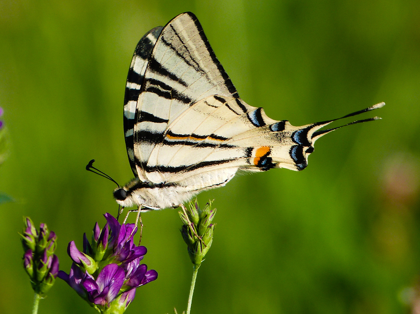 Iphiclides podalirius - kardoslepke