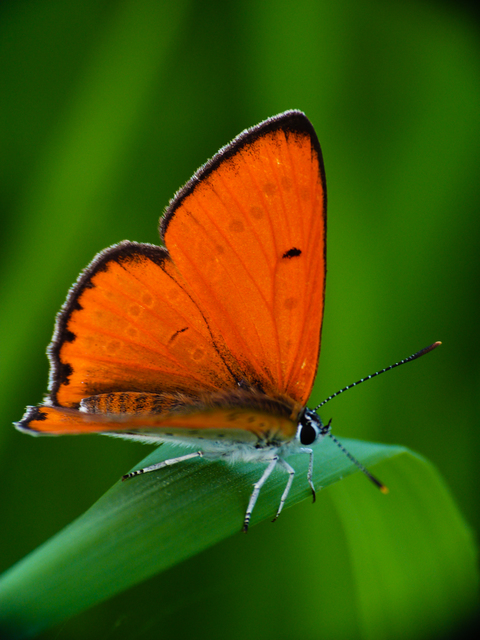 Lycaena dispar rutilus - nagy tűzlepke