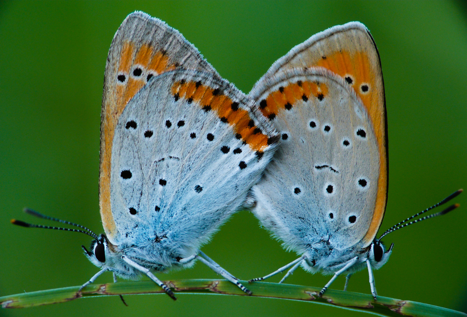 Lycaena dispar rutilus - nagy tűzlepke