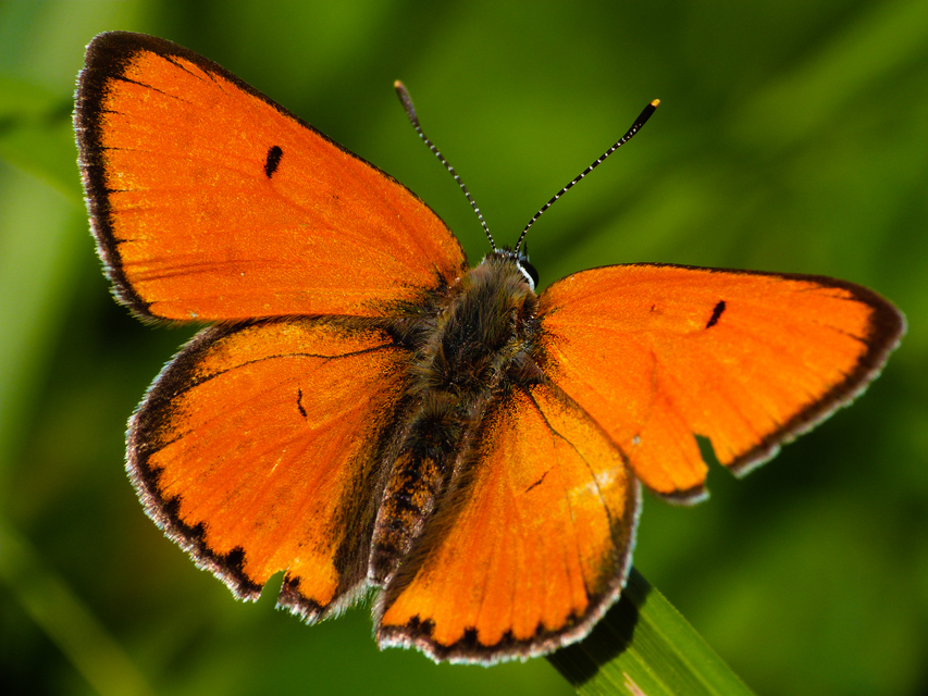 Lycaena dispar rutilus - nagy tűzlepke