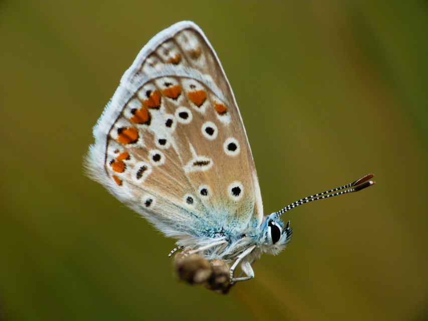 Polyommatus icarus - közönséges boglárka