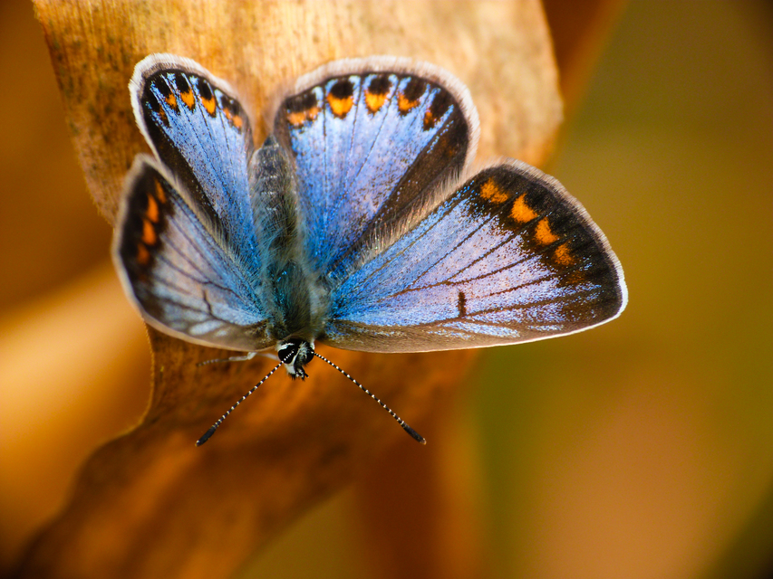 Polyommatus icarus - közönséges boglárka