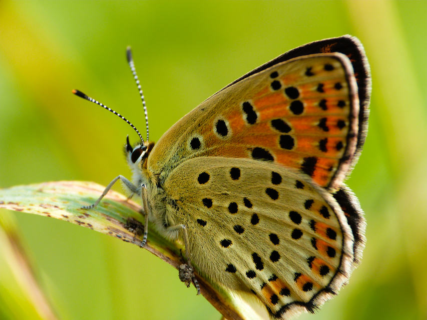 Lycaena tityrus - barna tűzlepke