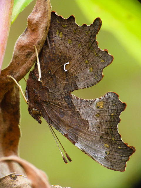 Nymphalis c-album - C-betűs lepke