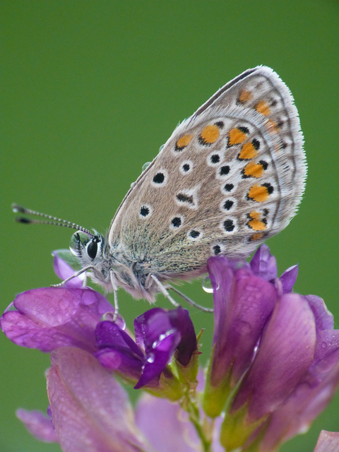 Polyommatus icarus - közönséges boglárka