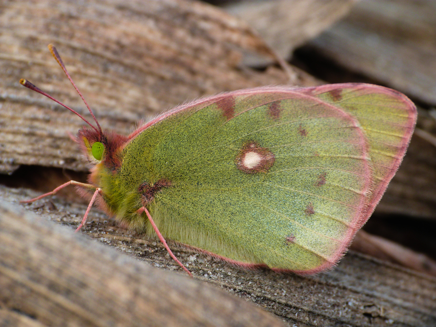 Colias croceus - sáfránylepke