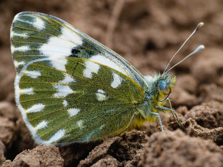 Pontia edusa - rezedalepke