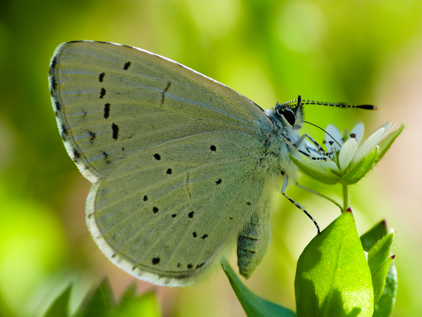 Celastrina argiolus - bengeboglárka