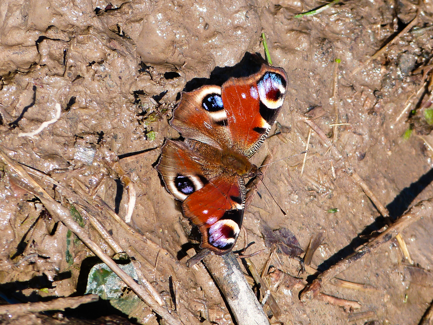 Nymphalis io - nappali pávaszem