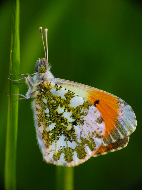 Anthocharis cardamines - hajnalpírlepke