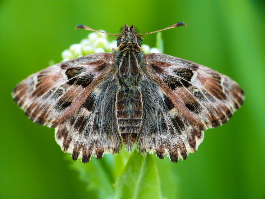 Carcharodus alceae - mályva-busalepke
