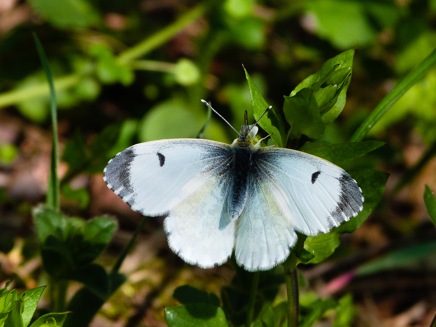 Anthocharis cardamines - hajnalpírlepke