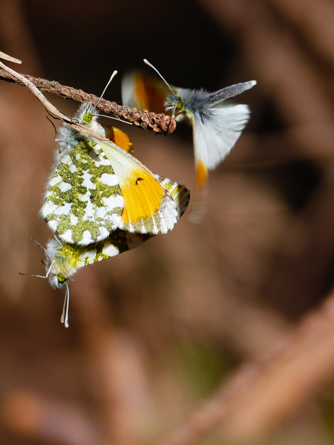Anthocharis cardamines - hajnalpírlepke