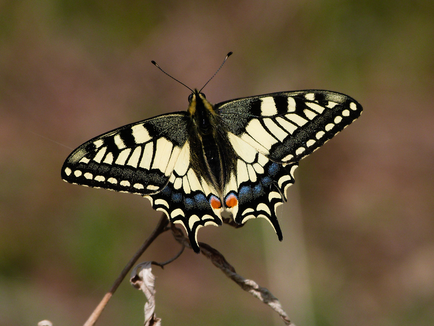 Papilio machaon - fecskefarkú lepke