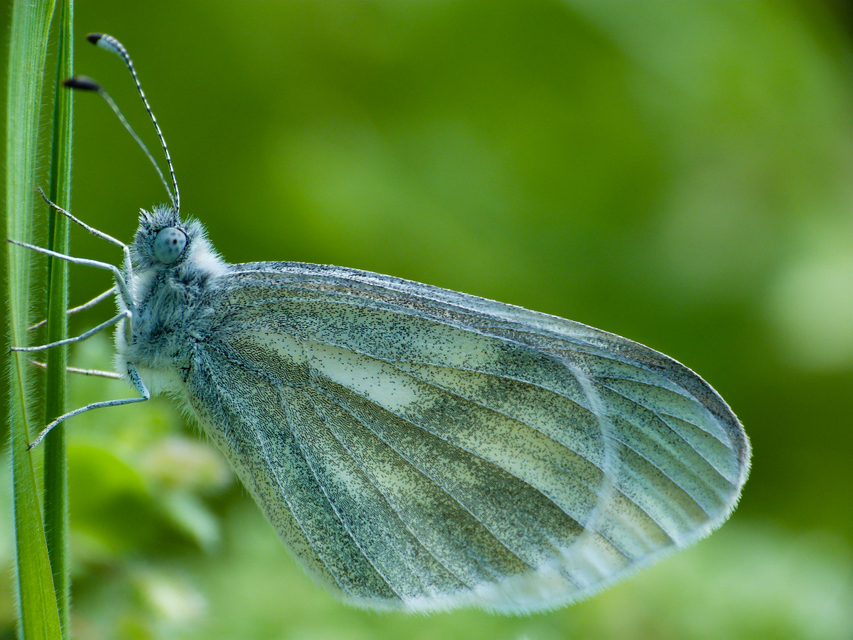 Leptidea sinapis/juvernica