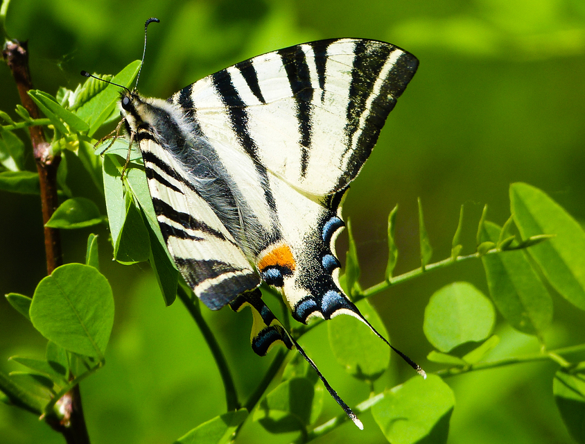Iphiclides podalirius - kardoslepke