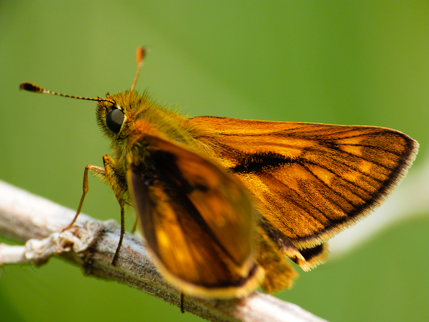 Ochlodes sylvanus - erdei busalepke