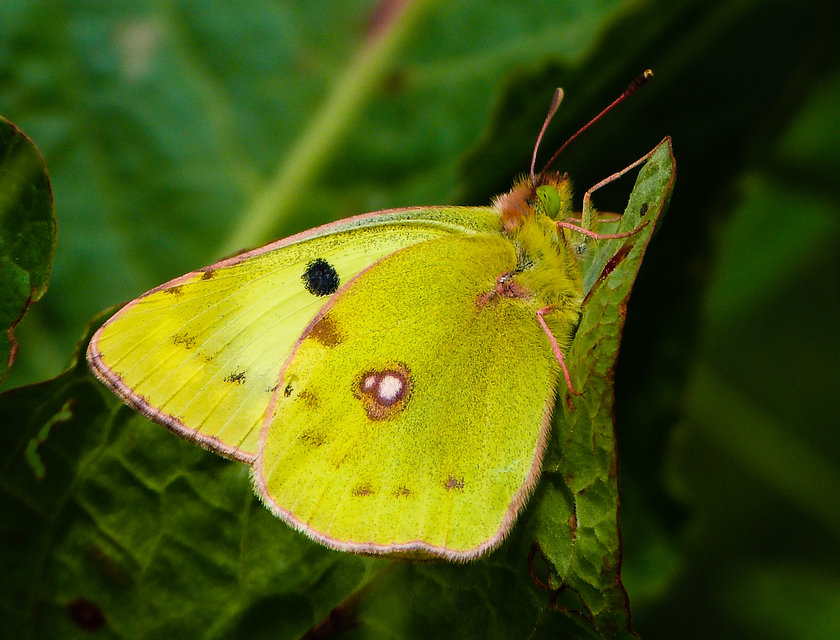 Colias hyale - kéneslepke