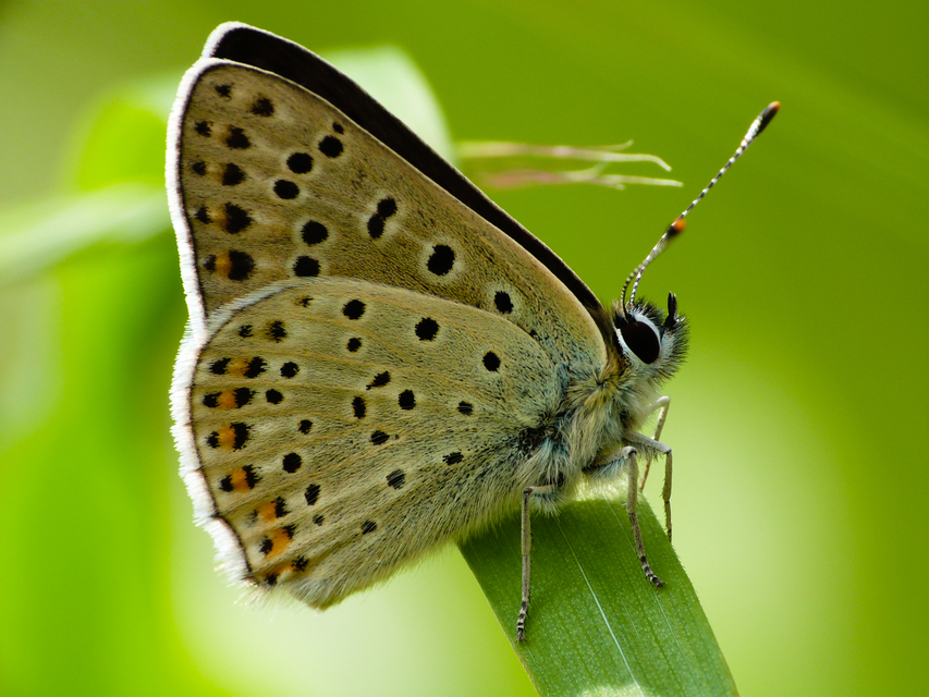 Lycaena tityrus - barna tűzlepke