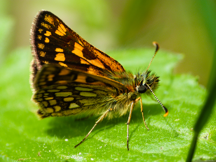 Carterocephalus palaemon - kockás busalepke