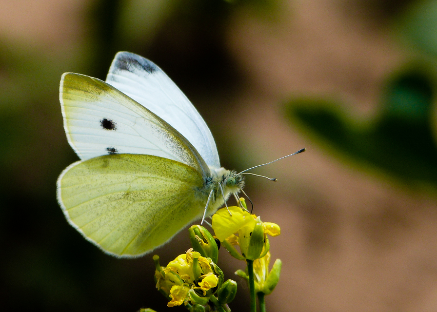 Pieris rapae - répalepke