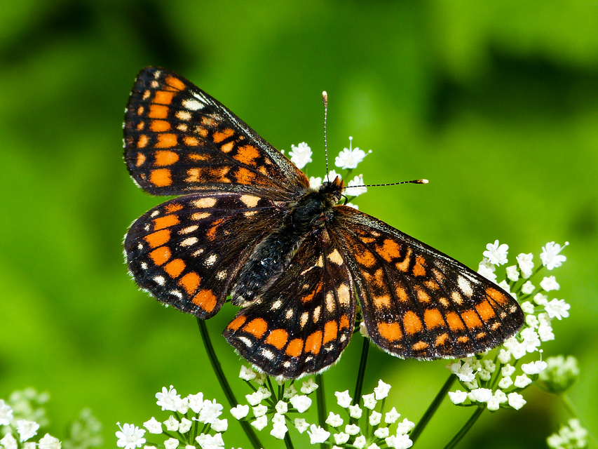 Euphydryas maturna - díszes tarkalepke