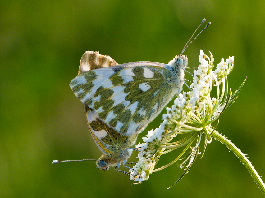Pontia edusa - rezedalepke