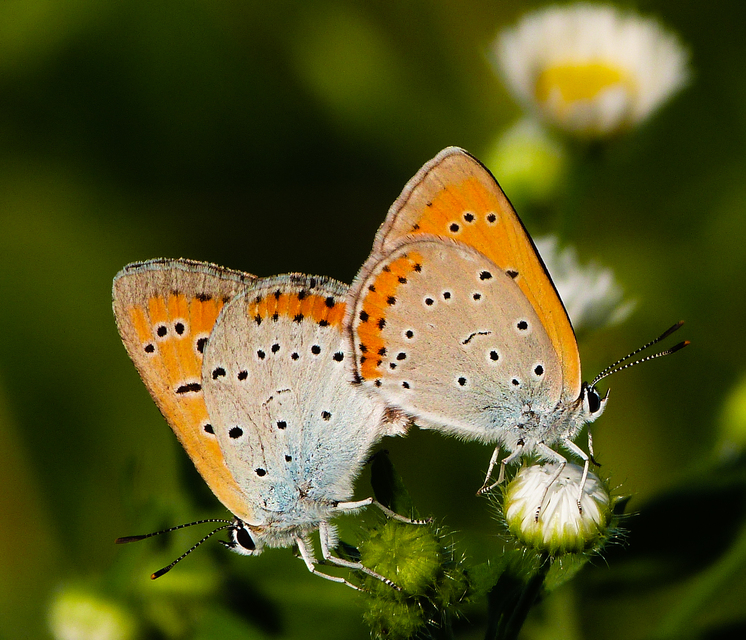 Lycaena dispar rutilus - nagy tűzlepke