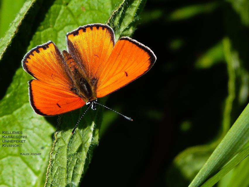 Lycaena dispar rutilus - nagy tűzlepke