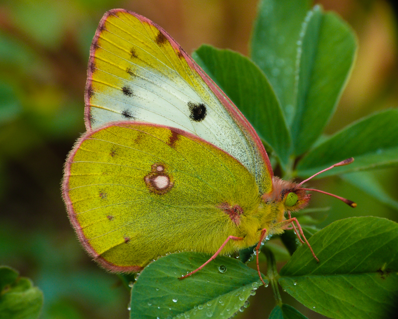 Colias hyale - kéneslepke