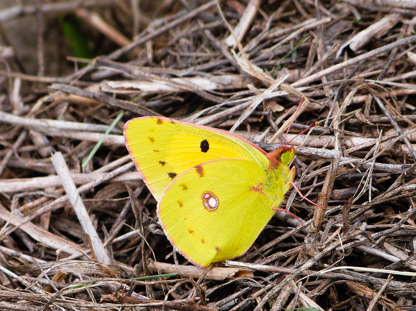 Colias croceus - sáfránylepke