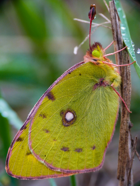Colias croceus - sáfránylepke