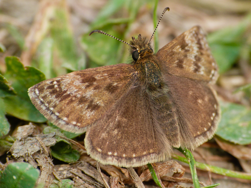Erynnis tages - cigánylepke