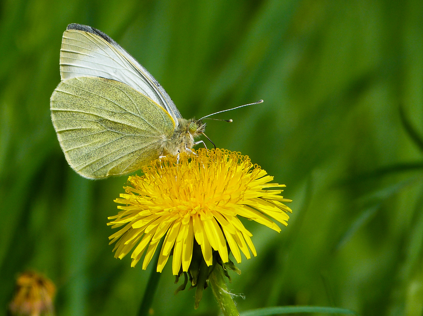 Pieris brassicae - káposztalepke