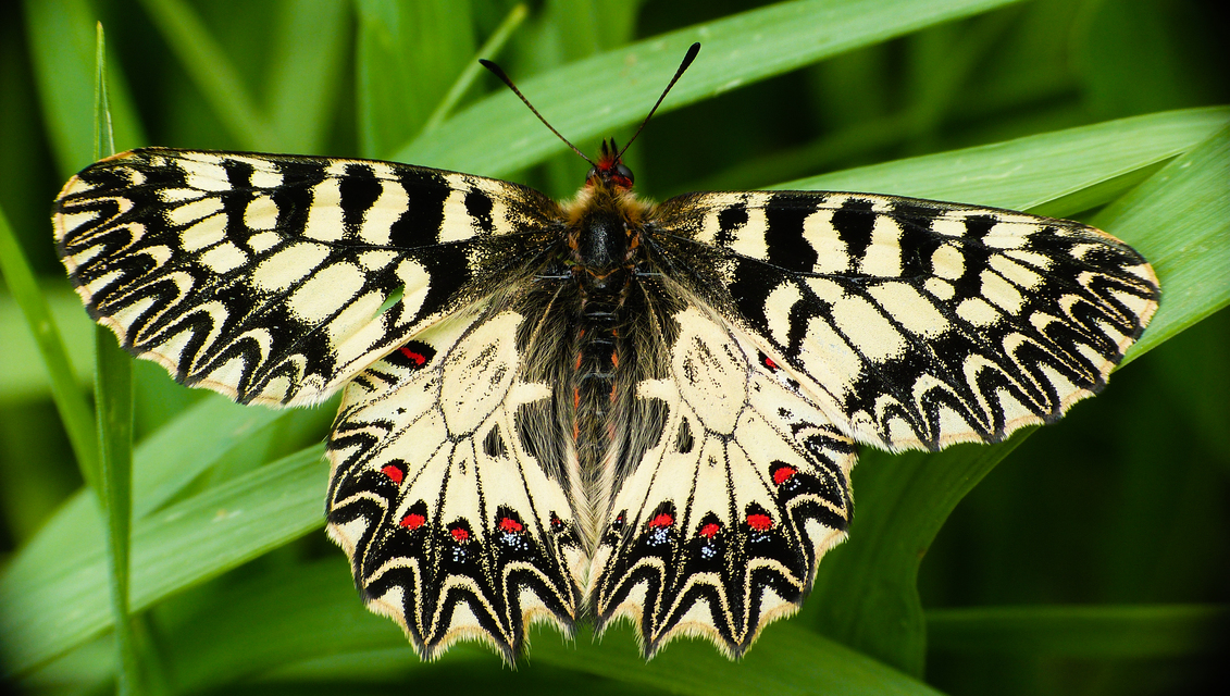 Zerynthia polyxena - farkasalmalepke