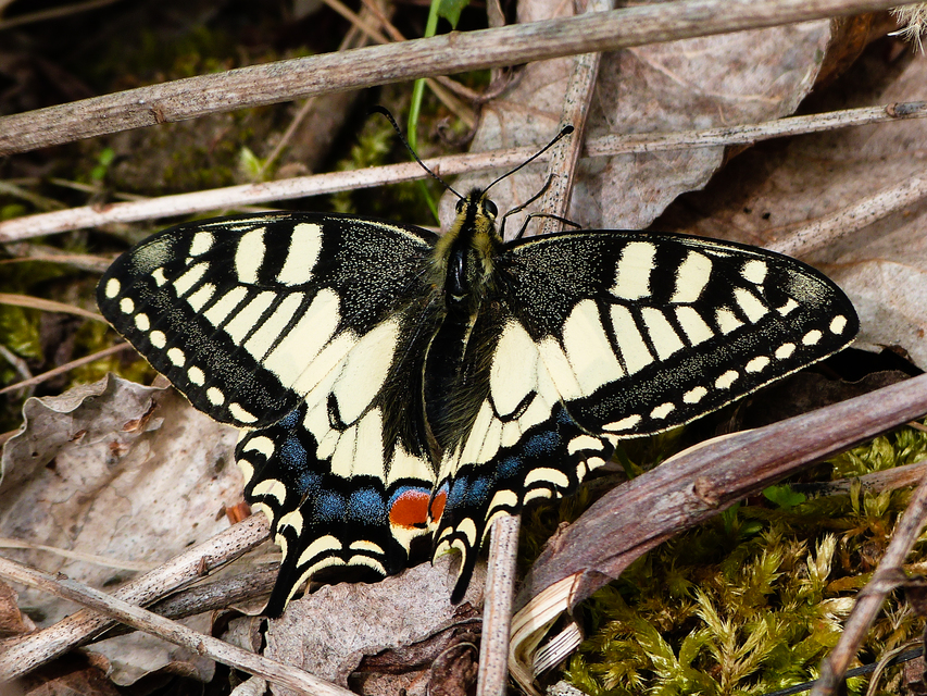 Papilio machaon - fecskefarkú lepke