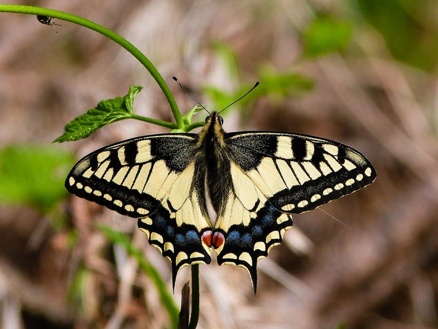 Papilio machaon - fecskefarkú lepke