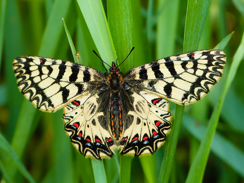 Zerynthia polyxena - farkasalmalepke