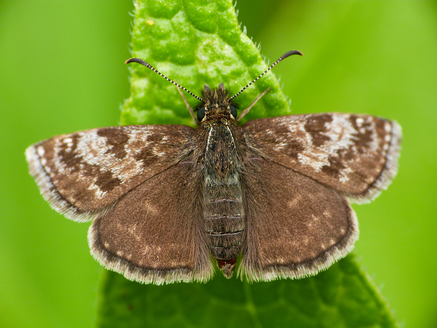 Erynnis tages - cigánylepke
