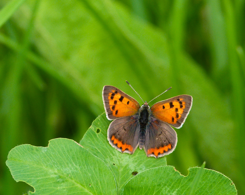 Lycaena phlaeas - közönséges tűzlepke