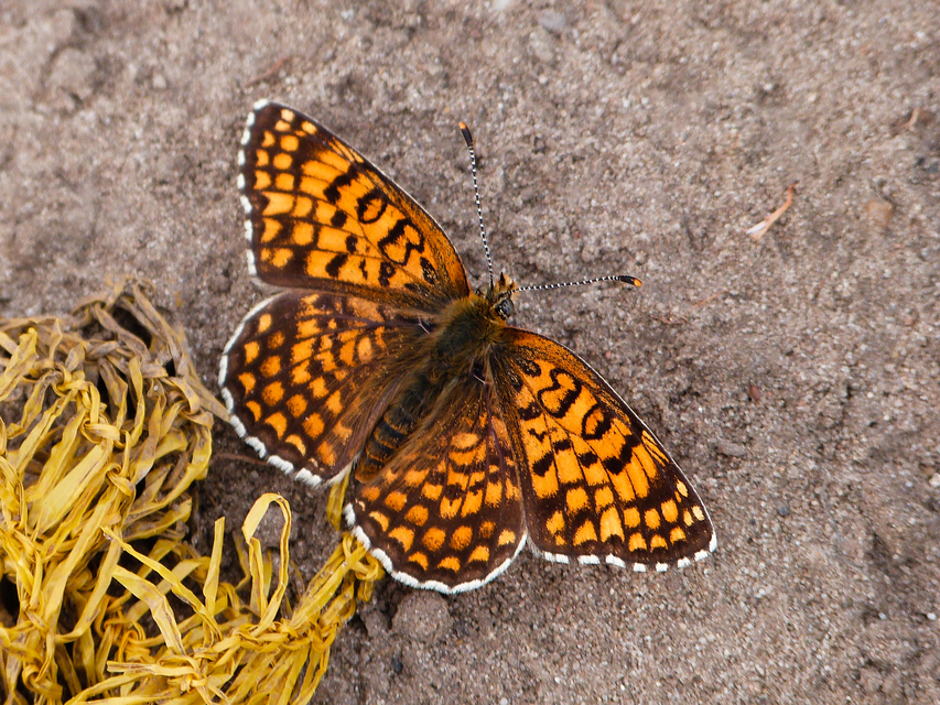 Melitaea phoebe - nagy tarkalepke