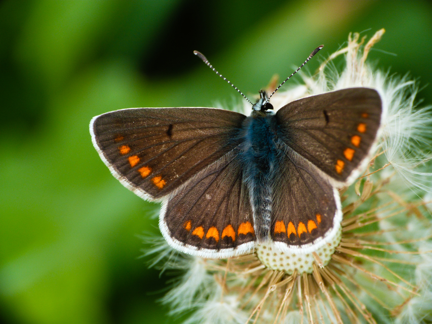 Aricia agestis - szerecsenboglárka