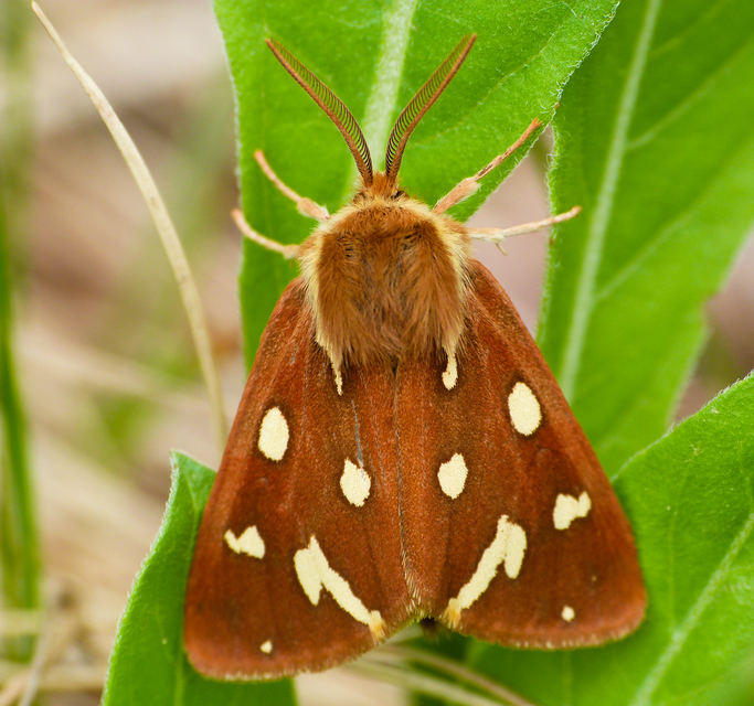 Hyphoraia aulica - barna medvelepke