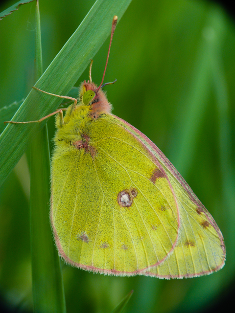 Colias
