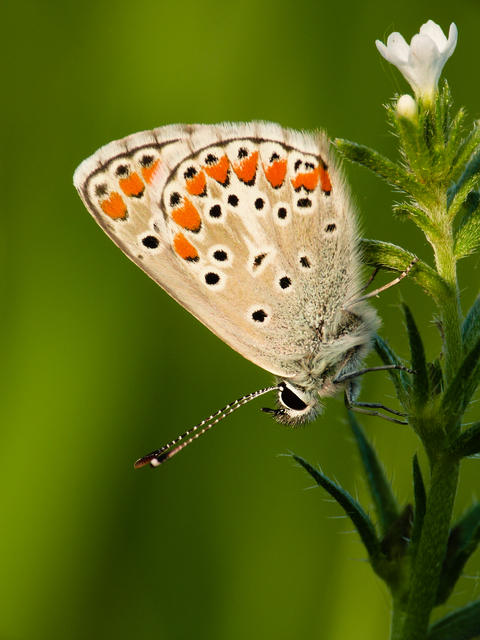 Polyommatus icarus - közönséges boglárka