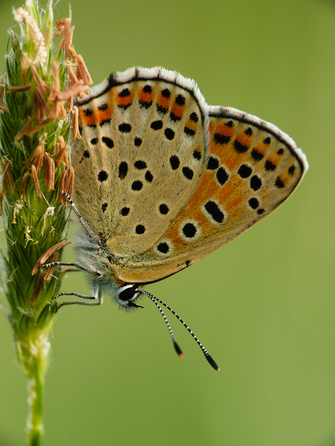 Lycaena tityrus - barna tűzlepke
