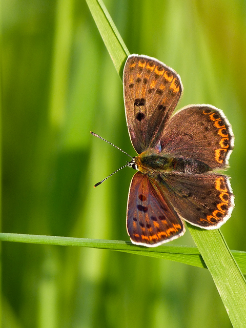 Lycaena tityrus - barna tűzlepke