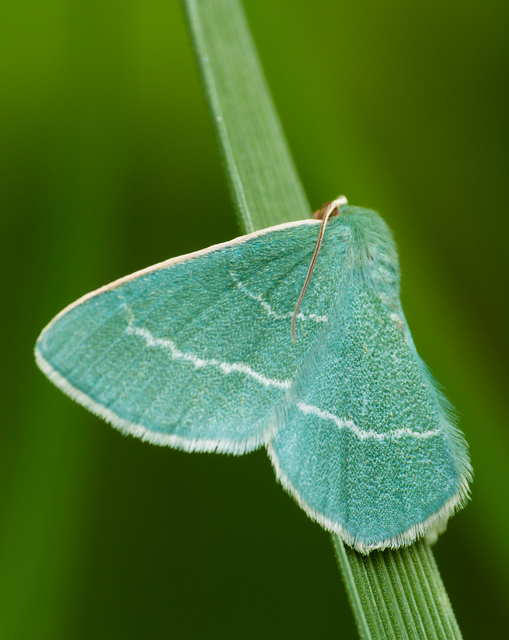 Chlorissa viridata - üdezöld araszoló