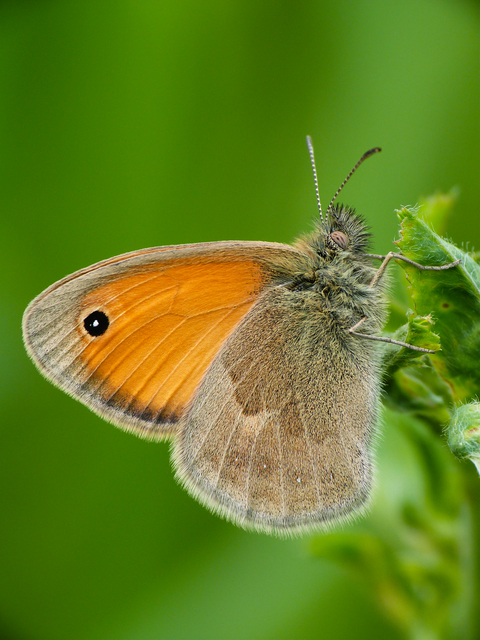 Coenonympha pamphilus - kis szénalepke